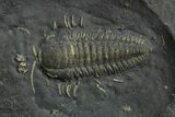 Pyritized Triarthrus Trilobite With Appendages & Ostracod #309855-2